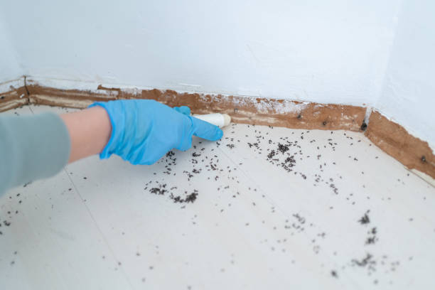 Real Estate Pest Inspections in Steger, IL